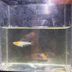 レッドクリフ　１ペア　メダカの画像