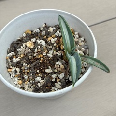 【期間限定】アガベ 子株（斑入り）鉢植えのままお渡ししますの画像