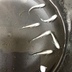【お話中】清流きりゅう🐟メダカ　6匹の画像