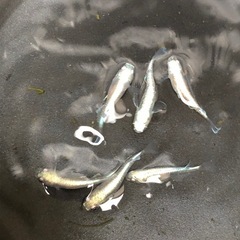 【お話中】清流きりゅう🐟メダカ　6匹の画像