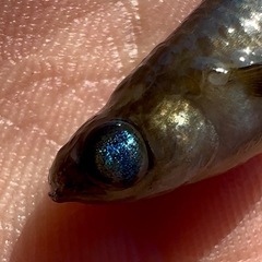 ブリリアントアイ×リム系　めだかの画像