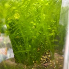 水草ウィローモス の画像