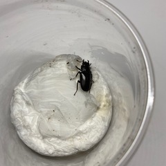 メタリフェルホソアカクワガタ　ペア　フィナエの画像