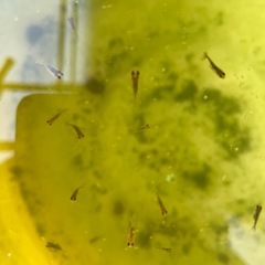 らんちゅう　稚魚の画像