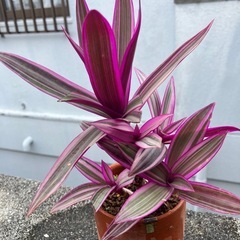 ムラサキオモト　オーロラの画像