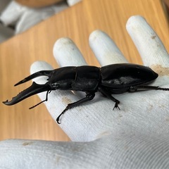 ①パラワンオオヒラタクワガタの画像