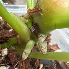 観葉植物 アンスリウムドラヤキ鉢ごと手渡しの画像