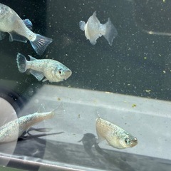 ルミナ　親種　メダカ　めだかの画像