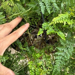 観葉植物 ダバリア トキワシノブ 吊り鉢の画像