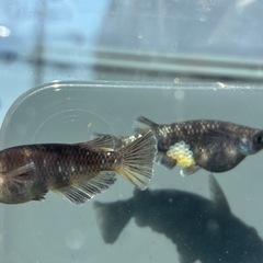 ブラックタイガーダイヤ　親種　メダカ　めだかの画像