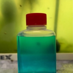 三色幹之メダカ有精卵 30個➕おまけ5個　外飼いの画像