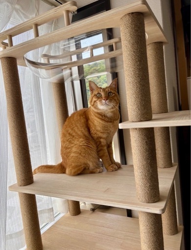 キャットタワー