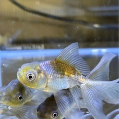 国産ロングテール
青文魚の画像