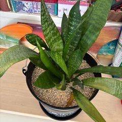 サンセベリアの画像