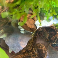 ミナミエビ 20匹の画像