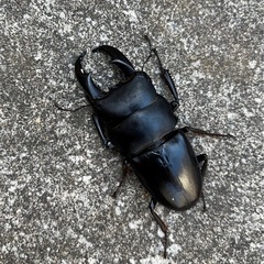サキシマヒラタクワガタ♂60mm大3匹、♀1匹の画像