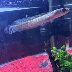 水槽  熱帯魚の画像