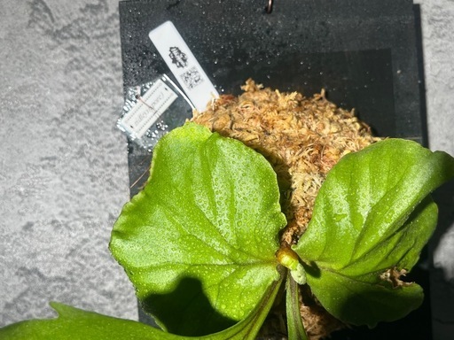 ⭐️お譲り先決定❗️【観葉植物】✨人気品種バランスも良い✨大型ビカクシダリドレイ　sib（spore ）おしゃれなミラータグ付き?只今