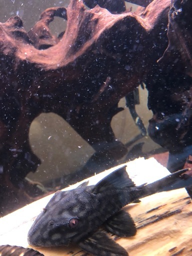 ハーフスポットロイヤルプレコ　プレコ　熱帯魚　アクアリウム　古代魚　水槽