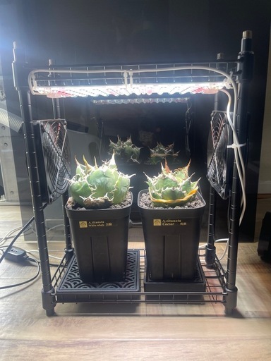 植物ラックセット
