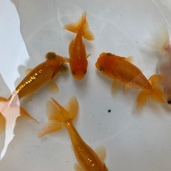 金魚　らんちゅう1匹、ドラゴンスケールらんちゅう1匹、ミルクランチュウ1匹、頂点眼2匹写真の子全ての画像