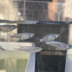 産卵中！！改良メダカ「ネプチューン」成魚。雄2雌4の画像