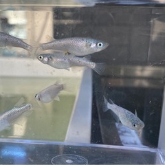産卵中！！改良メダカ「ネプチューン」成魚。雄2雌4の画像