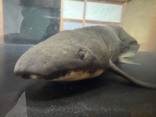ネオケラトドゥス（2匹）      古代魚　大型魚
 10⁄7 入荷魚紹介 静岡市の熱帯魚専門店（大型魚・古代魚・珍魚 25年間 
