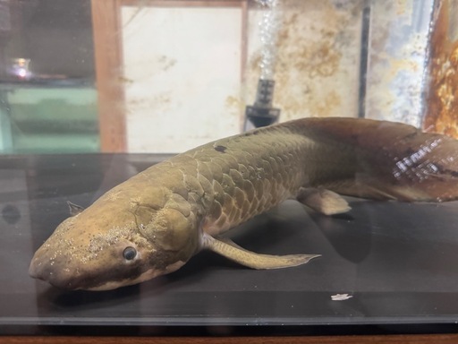ネオケラトドゥス（2匹）      古代魚　大型魚
