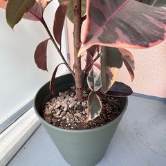 大型 斑入りゴムの木の画像