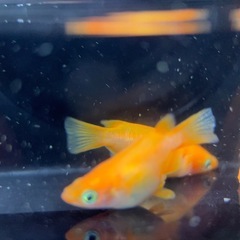 ミックスメダカ稚魚10匹の画像