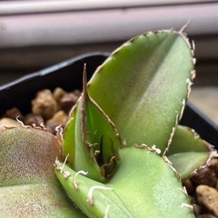 多肉植物　アガベ　オテロイ実生2-10の画像