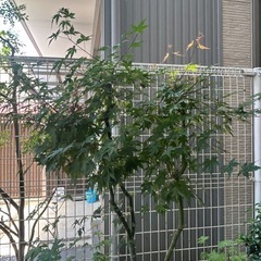 もみじの画像