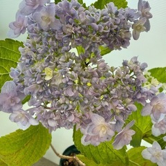 紫陽花⑧の画像