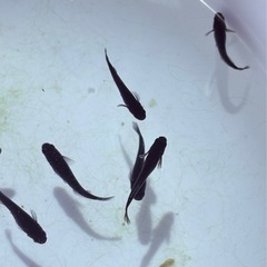 メダカ漆黒ロングフィン10匹バケツ渡しの画像