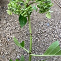 アジサイ　紫陽花　大島緑花　挿し穂　の画像