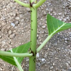 アジサイ　紫陽花　大島緑花　挿し穂　の画像