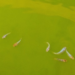 メダカ サファイア 成魚10匹の画像