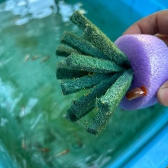 レッドクリフ・ダークタイプ (稚魚・針子)の画像