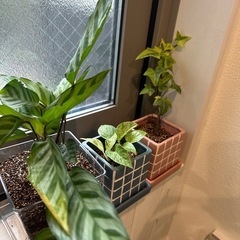観葉植物3種類の画像
