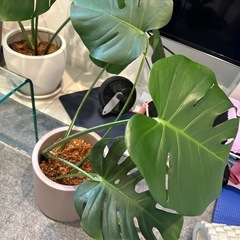 観葉植物 モンステラの画像