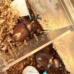 カブトムシ2ひきqの画像