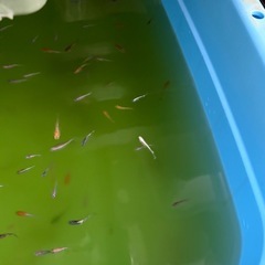 メダカ　ミックでは無いけどミックスで出してますの画像
