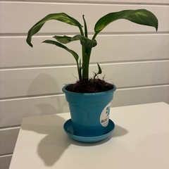 53【ディフェンバキア約20cm】テーブルサイズ観葉植物｜南国リゾート｜BLUE DOOR PLANTS の画像