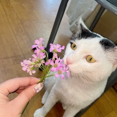 里親さん募集  1歳未満