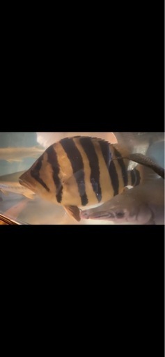 熱帯魚、古代魚　パーフェクトバンドダトニオ