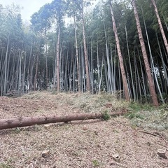 製材　杉の木　木材の画像