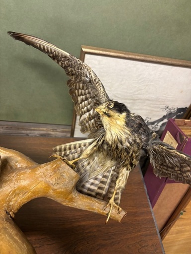 剥製　イタチ　鳥　流木　オブジェ　置物　インテリア