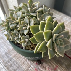 多肉植物
の画像
