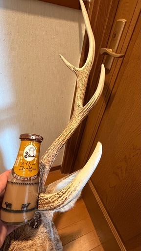 ニホンジカ剥製
